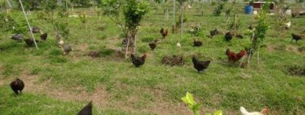 配合的農場直銷