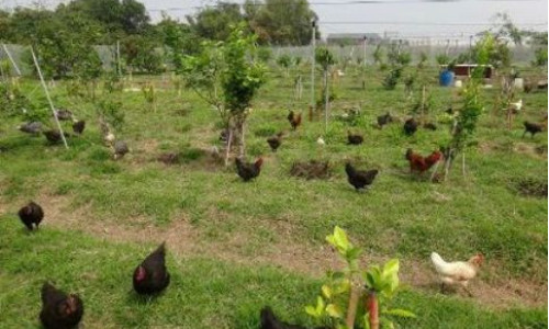 配合的農場直銷