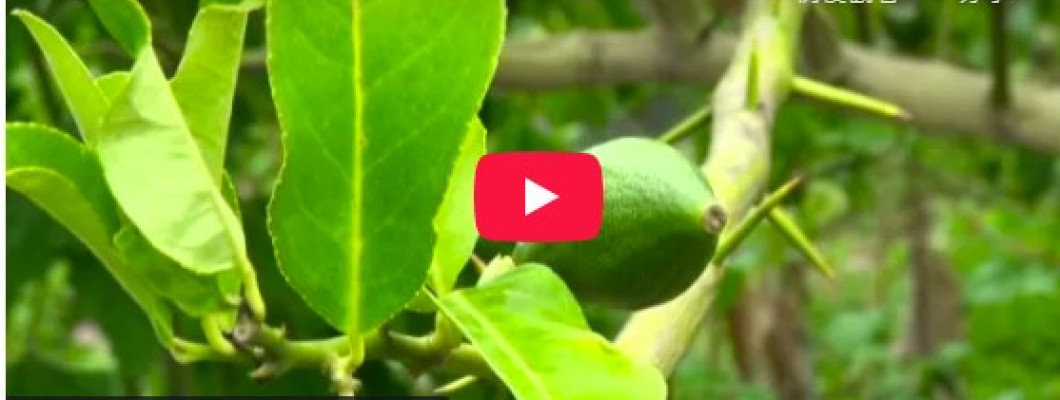 為了生病的家人而種  香水檸檬飄清香